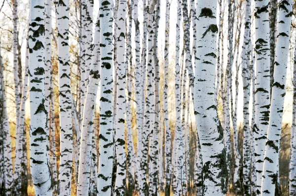 Березовый лес осенью — стоковое фото