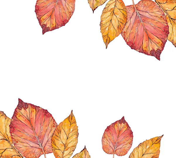 Группа из осенних листьев — стоковое фото