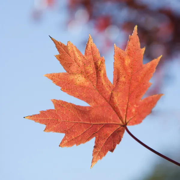 Красный осенний кленовый лист — стоковое фото
