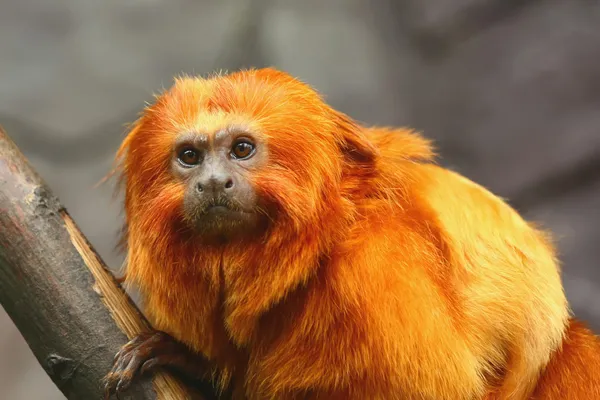 Золотой Лев Tamarin Monkey — стоковое фото