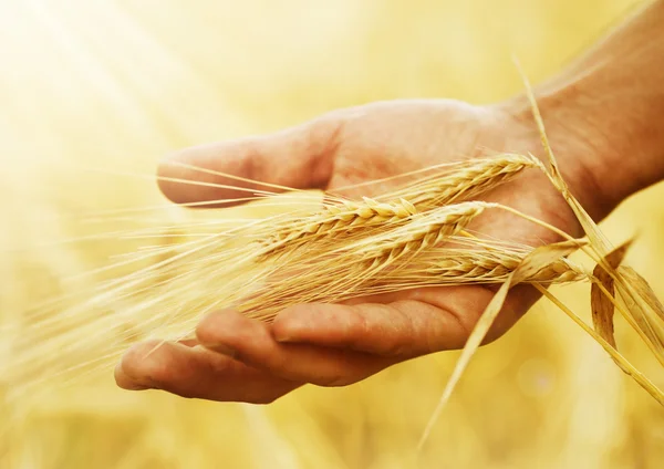 Уши пшеницы в руке. понятие урожая — стоковое фото