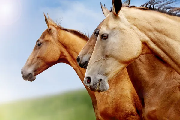 Чистокровных лошадей крупным планом — стоковое фото