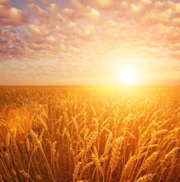 Область пшеницы по облачному небу — стоковое фото
