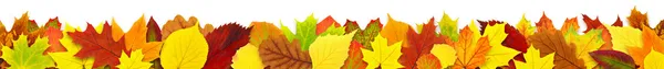 Красочные осенние листья границы — стоковое фото