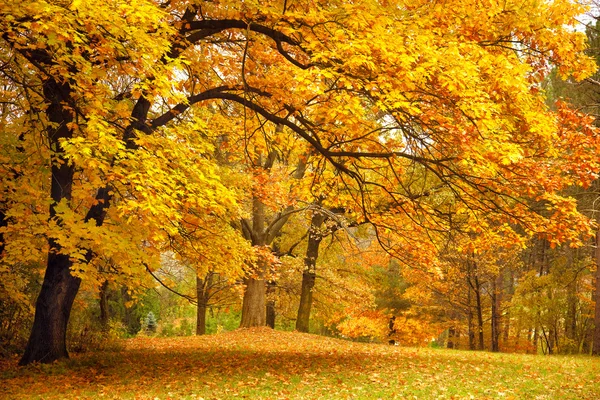 Осень / золотые деревья в парке — стоковое фото