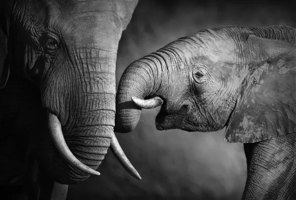 Слон любовь (Художественная обработка) — стоковое фото