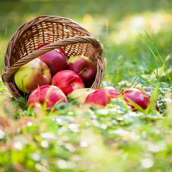 Корзина полна красные яблоки — стоковое фото