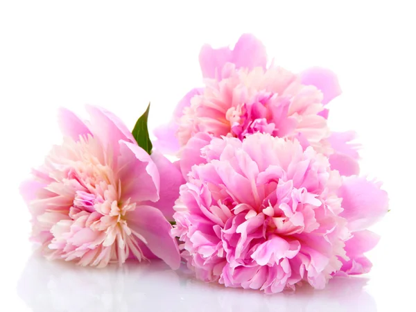Цветы Розовые пионы, изолированные на белом фоне — стоковое фото