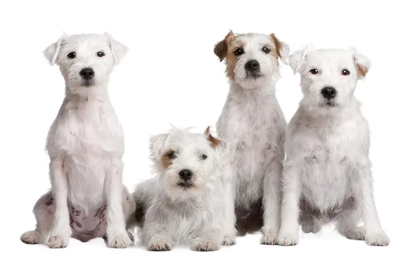 Группа 4 собаки: Парсон Рассел терьер — стоковое фото