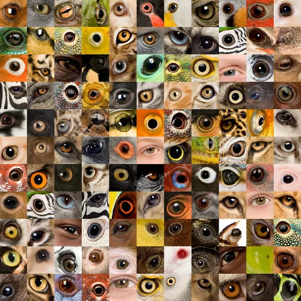 Пэчворк 121 животного и человеческого глаза — стоковое фото