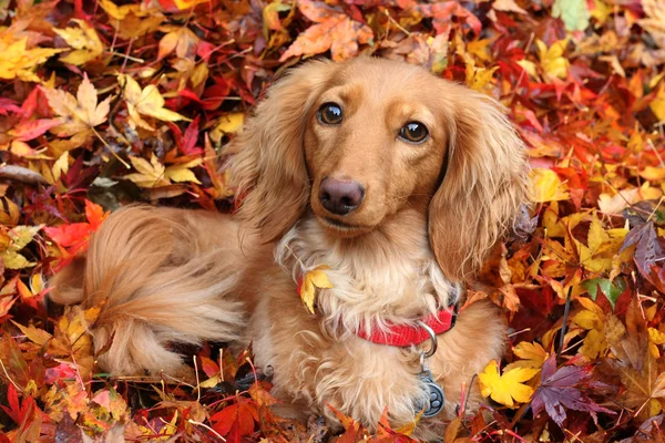 Осенние Такса собака — стоковое фото