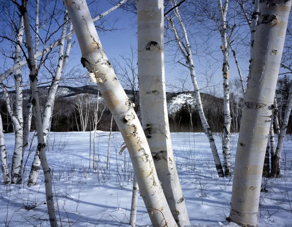 Нью-Гемпшир; Белая береза деревья зимой — стоковое фото