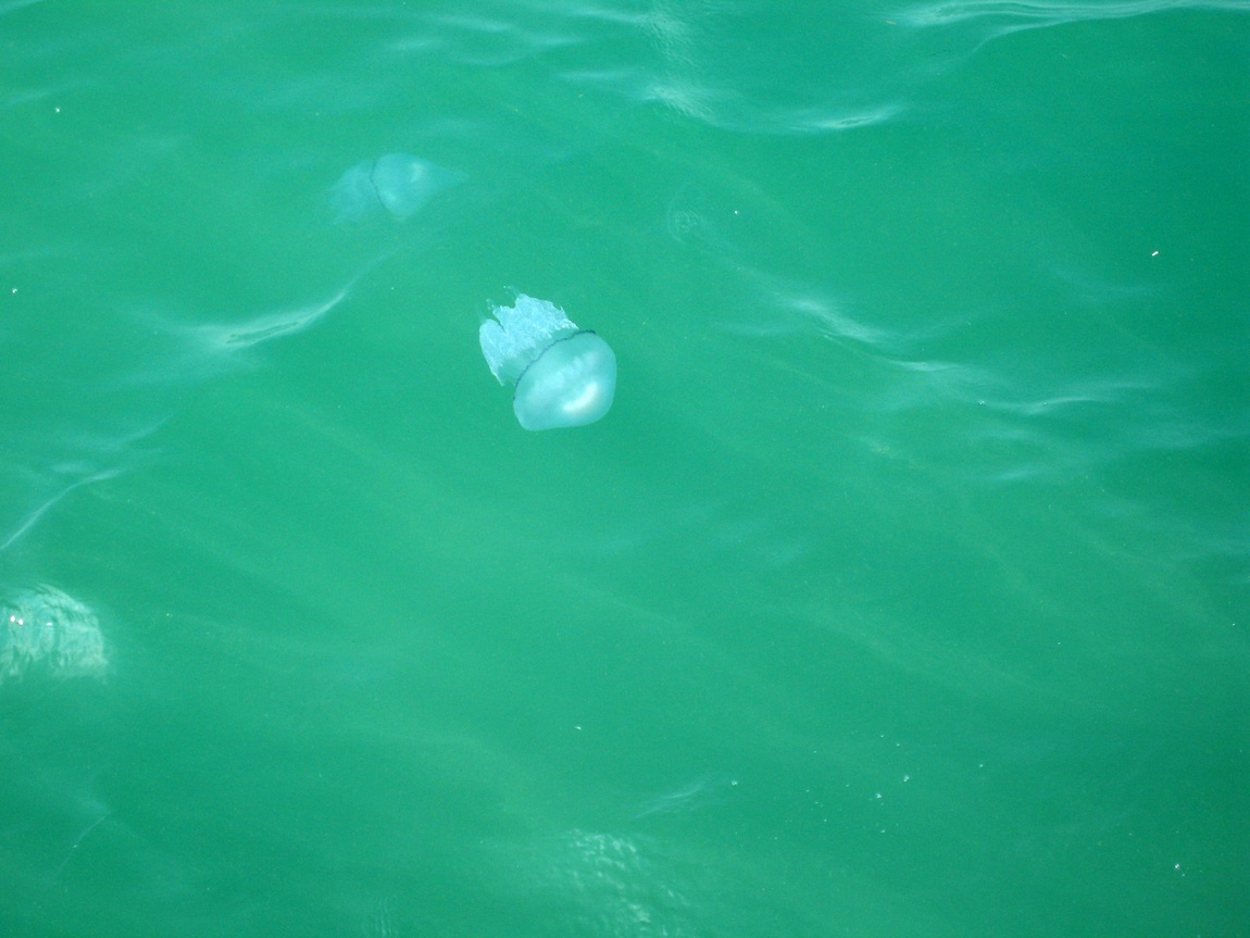 Огромные медузы в чёрном море. Анапа.