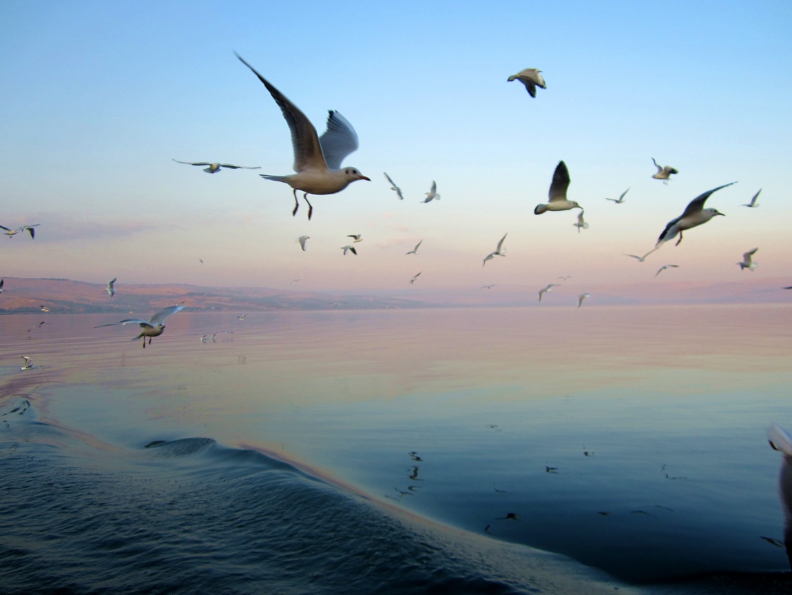 Галилейское море (Израиль)