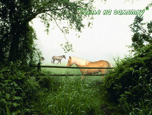 Лошади на живой фотографии с природой