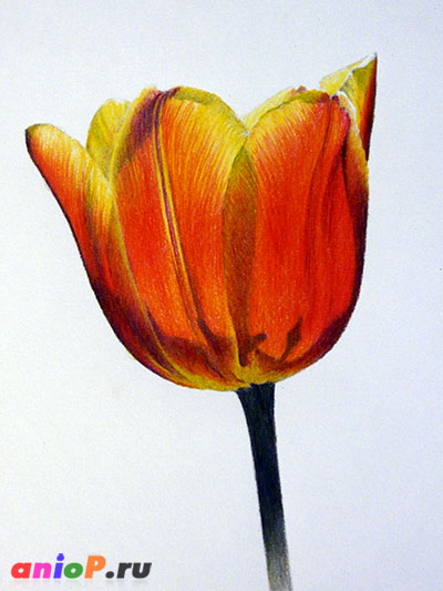 рисунок тюльпана цветными карандашами