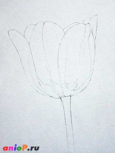 рисунок тюльпана карандашом