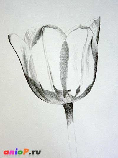 рисунок тюльпана карандашом