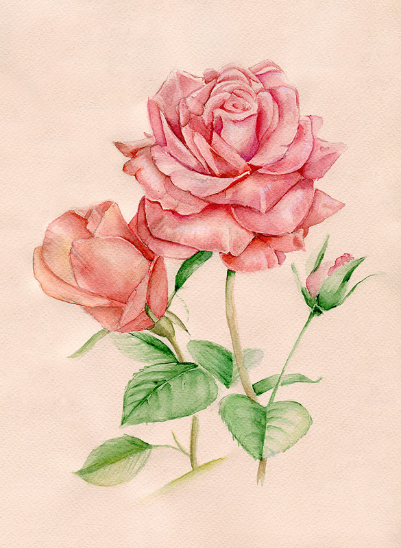 roses_by_emmatyan-d4a3ioe