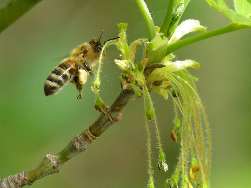 Пчела и соцветие клёна ясенелистного