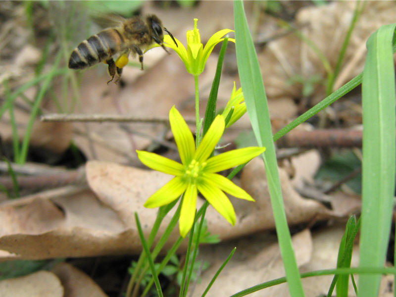 Пчела и цветок гусиного лука