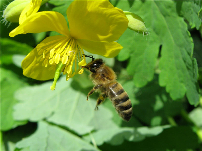 Цветок чистотела интересен пчеле