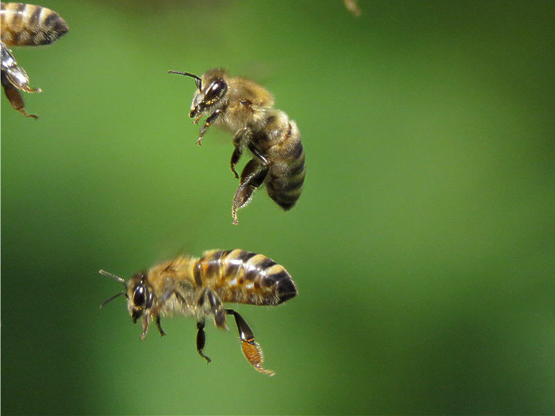 Непонятные телодвижения пчёл на лету