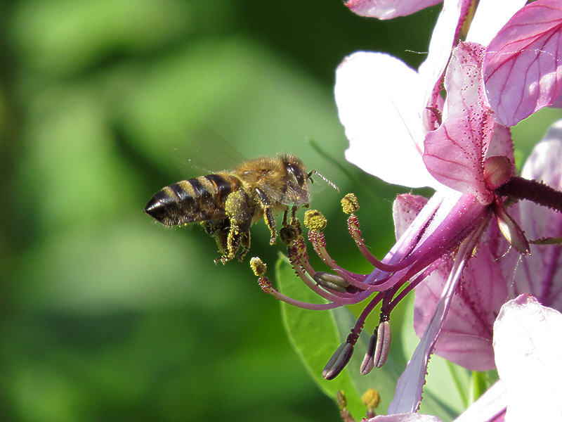 Пчела и неизвестный цветок