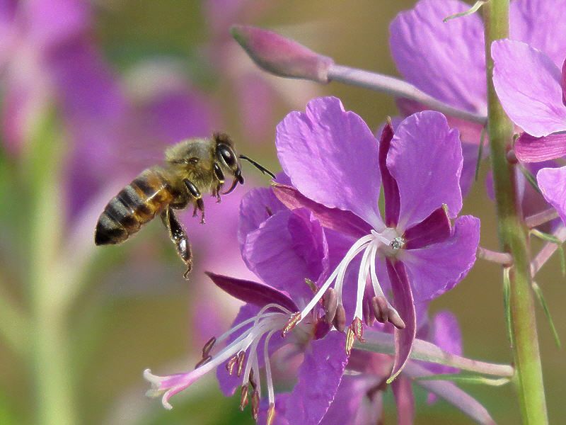 Подлёт пчелы к цветку иван-чая