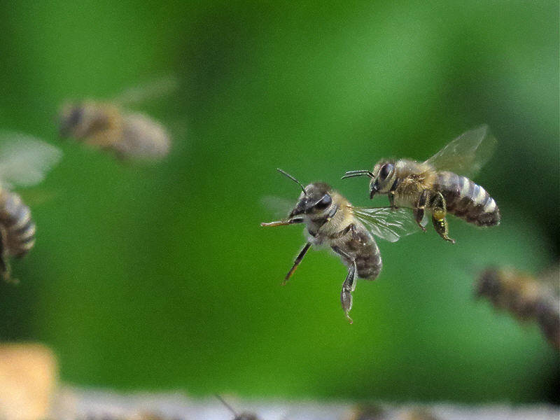 Пчёлы около летка