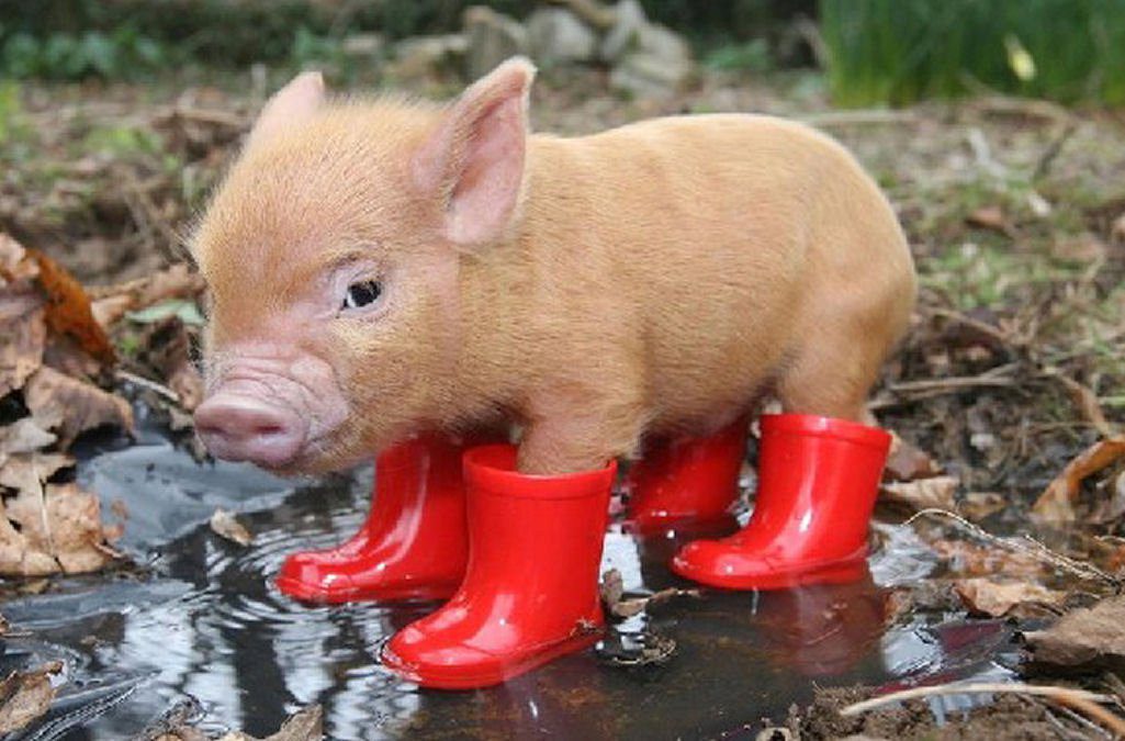 schweine_wetter