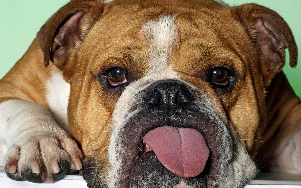 lying, dog, English bulldog, portrait, animals, mammals pets house-dog breed race-dog, pain-breeding, bulldogs, bulldog, short-beaked, brown-white, knocked down, resting, calpness, serenity, softness, boredom, tiredness, listlessness, exhaustion, avolition, facial expression, humor, merrily, indoors