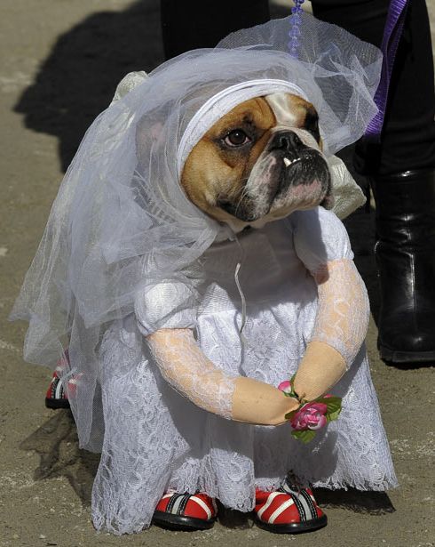 Бульдог-невеста.