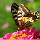 Красивые картинки с бабочками (35 фото)