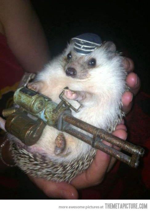 funny-hedgehog-soldier-cute-hat