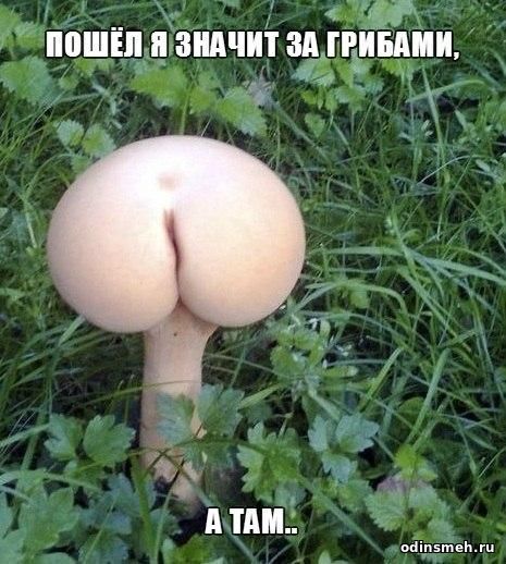 odinsmeh.ru_757