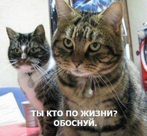 Смешные картины кошки. Смешные коты и кошки &amp;mdash; самые прикольные и веселые  картинки, фото №39
