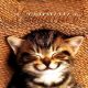 Картинки смешные красивые и милые про котят (35 фото)