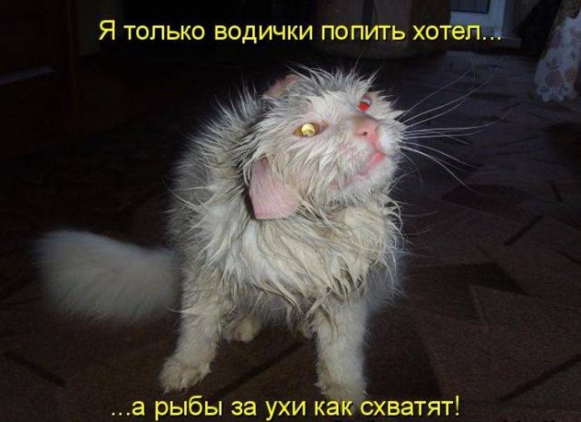 Смешные картины коты. Прикольные картинки про котов с надписями прикольными  (35 фото)