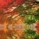 Картинки осенние деревья (30 фото)