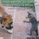 Смешные картинки с собаками с надписями (35 фото)