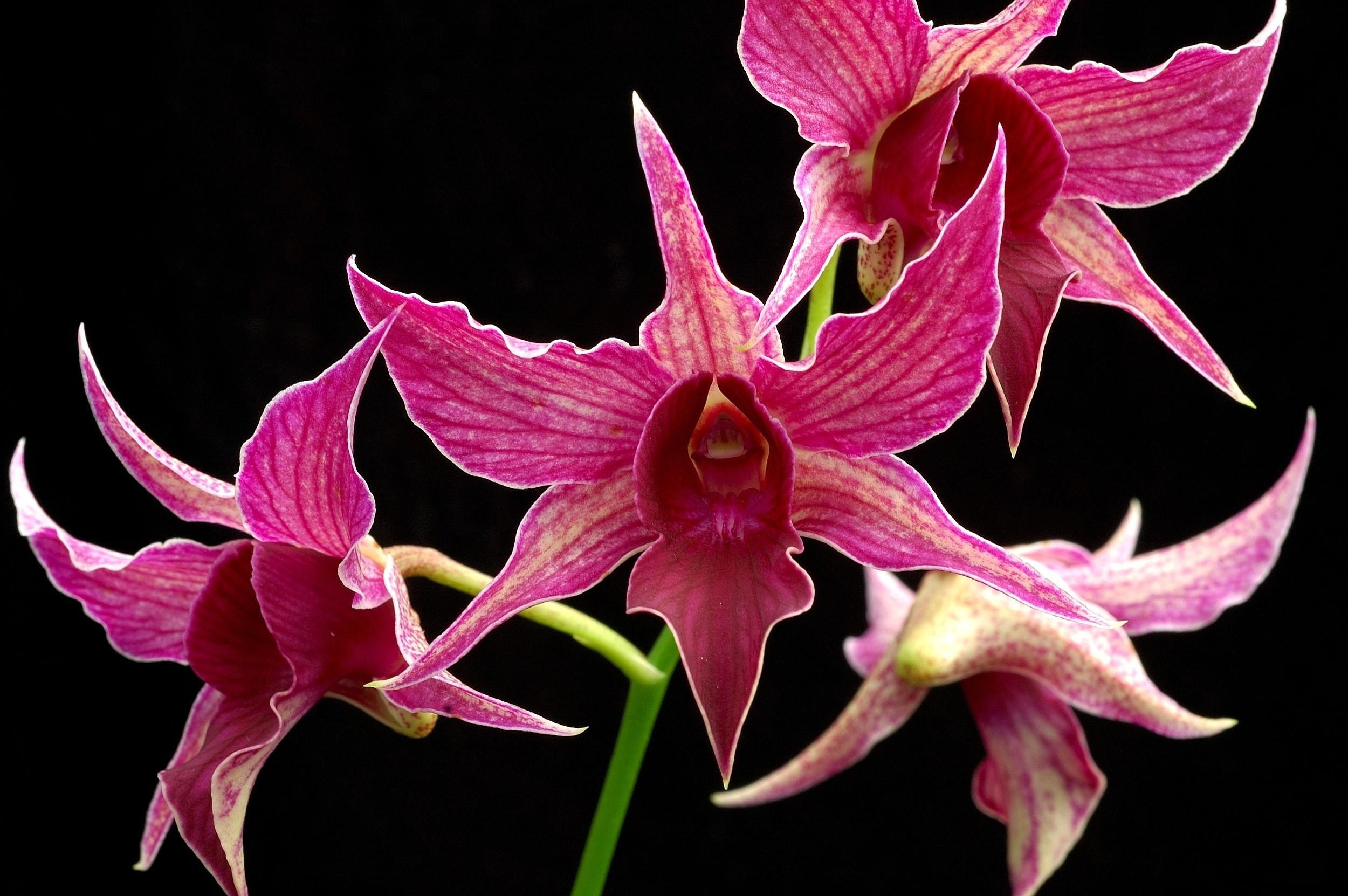 Орхидея - цветок невероятной красоты! орхидея, фото, цветы
