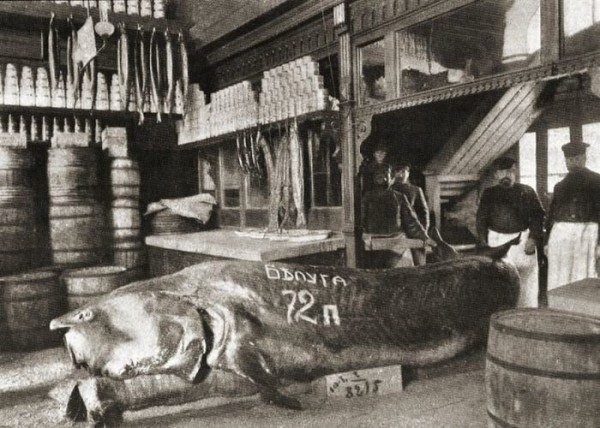 Белуга, выловленная в Каспии, 1910-е. Выставлена в магазине В. Ф. Бобкова на Балчуге. Весила 1152 кг (72 пуда) история, смотреть, фото
