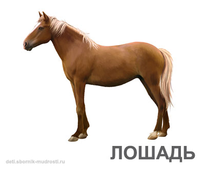 лошадь - домашние животные