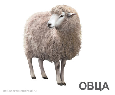 овца - домашние животные