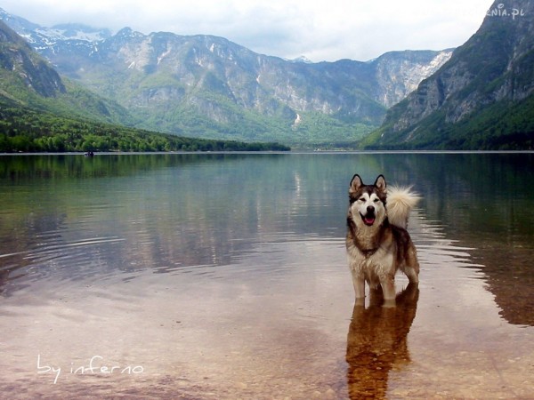 Фотографии Сибирский хаски фото