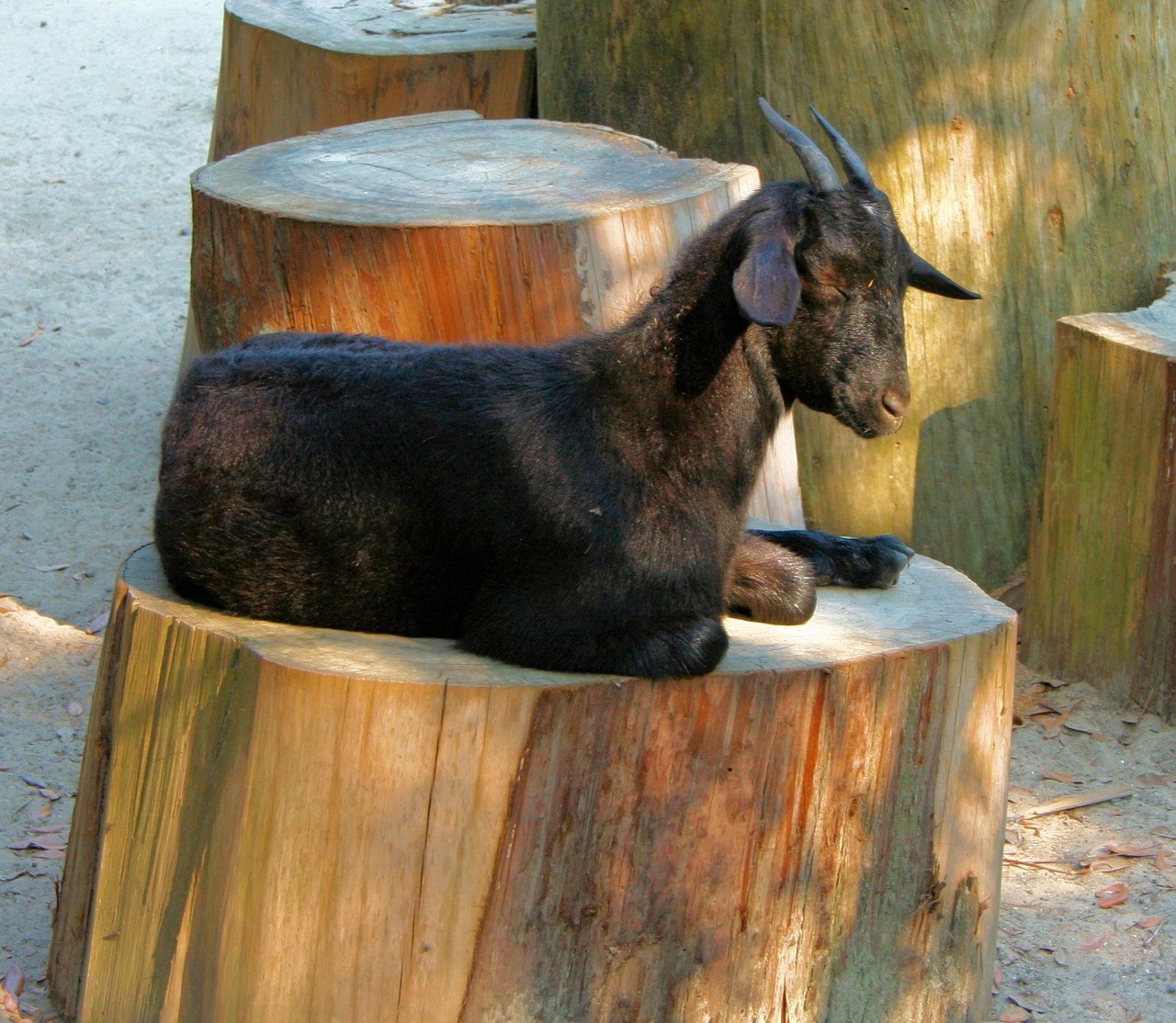 красивая коза фото 10
