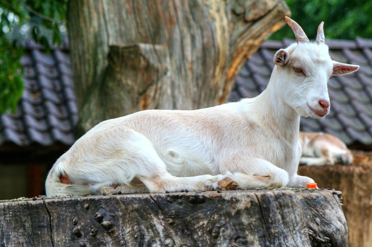 красивая коза фото 2