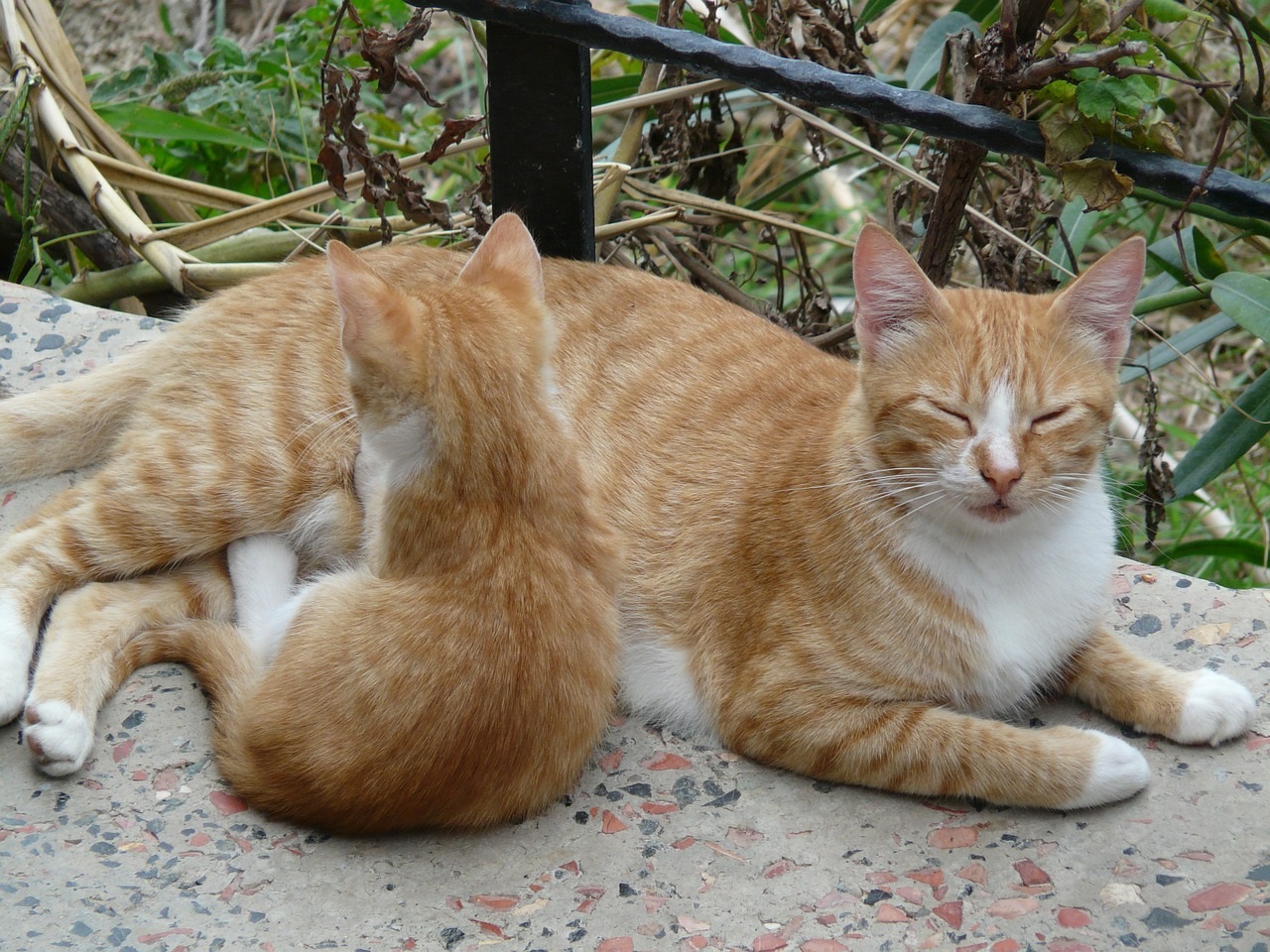 рыжие коты и кошки фото (15)