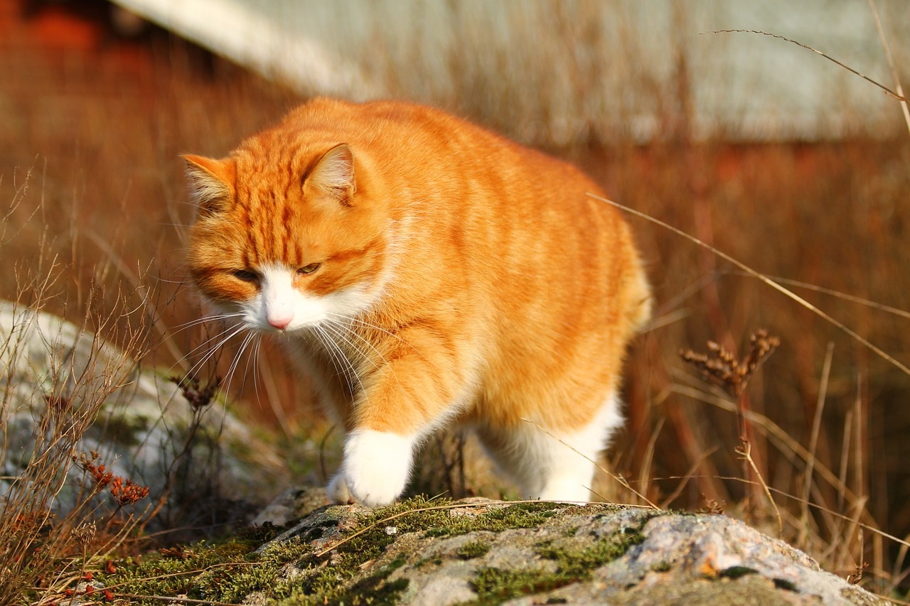 рыжие коты и кошки фото (6)